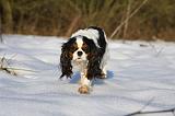 CAVALIER KING CHARLES 436